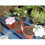 3 paeonia plants