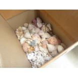 Box containing seashells