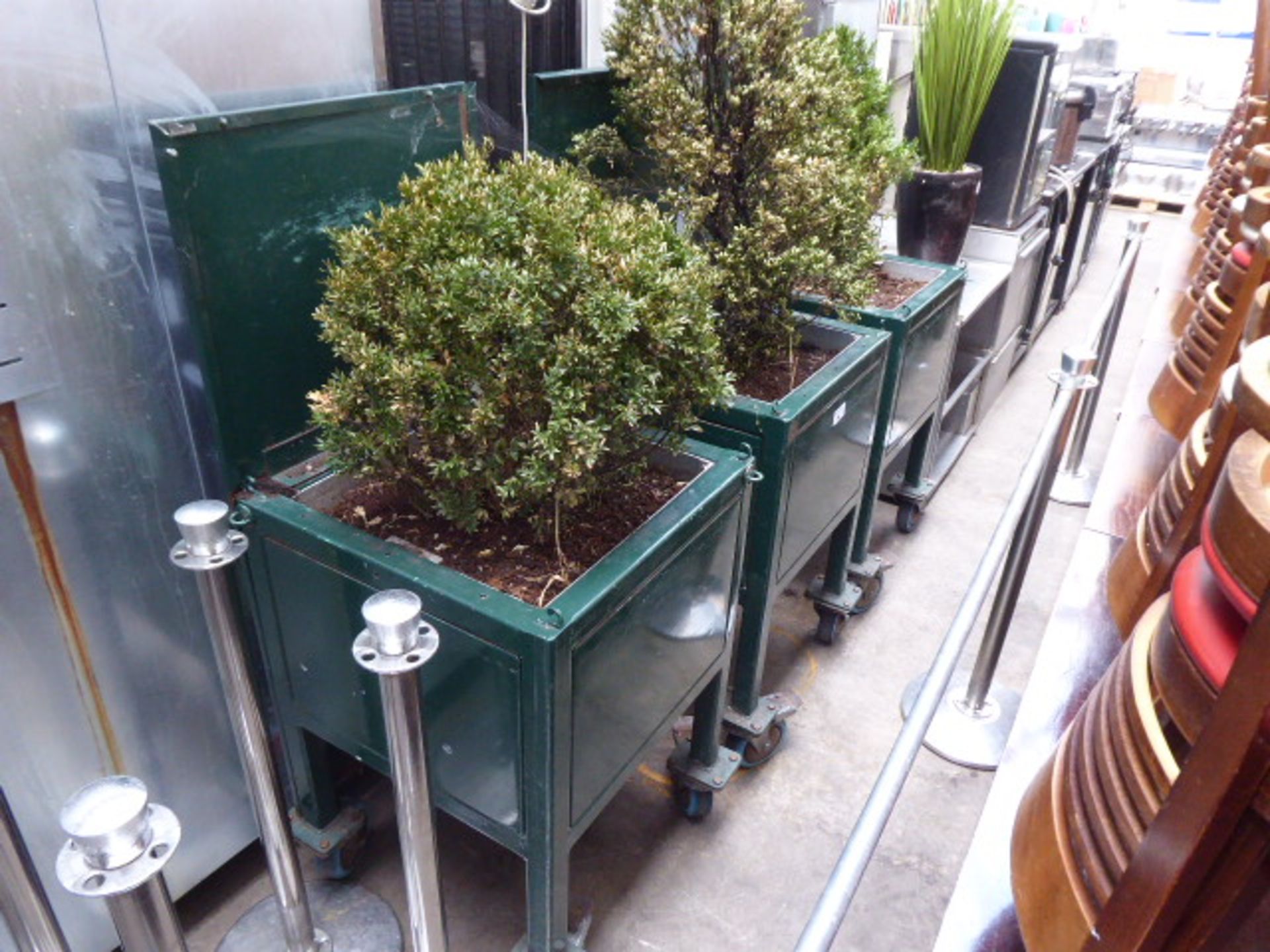 3 heavy duty green painted planters on large castors, each with a buxus planted, and an