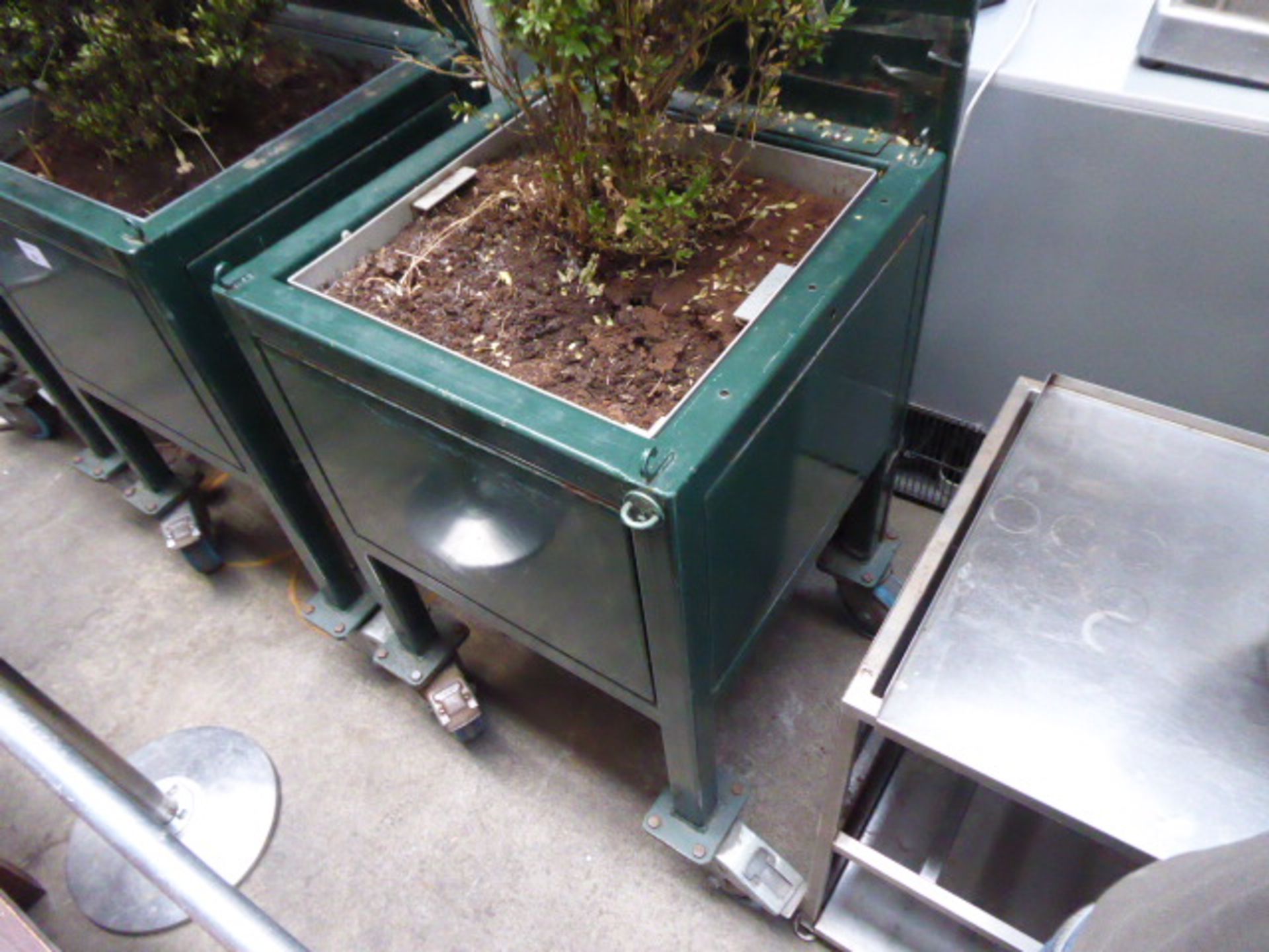 3 heavy duty green painted planters on large castors, each with a buxus planted, and an - Image 2 of 2