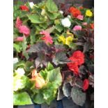 2 large trays of non stop begonias