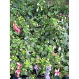 2 trays of fuschias