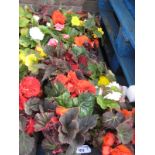 2 large trays of non stop begonias