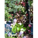 4 small trays of bedding begonias