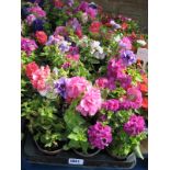 2 large trays of double petunias