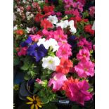 2 large trays of petunias