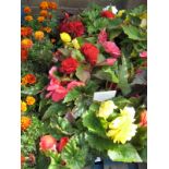 2 large trays of non stop begonias