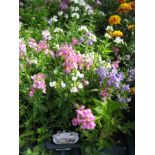4 small trays of poetry nemesia mix