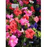 2 large trays of petunias