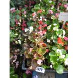 4 small trays of bedding begonias