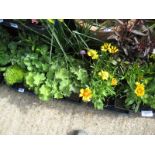 4 small trays of mixed perennial border plants