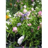 4 small trays of poetry nemesia mix