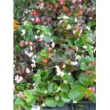 8 small trays of bedding begonias