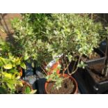 Potted myrtus communis