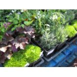 3 small trays of mixed perennial border plants