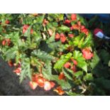 Pair of begonia hanging baskets