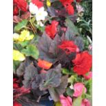 2 trays of non stop begonias