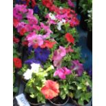 2 large trays of petunias