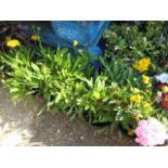 Four pots of coreopsis