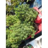 Tray containing 4 potted conifers