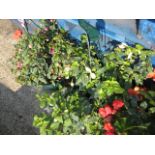 Pair of fuschia hanging baskets