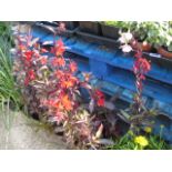 Four pots of red lobelia