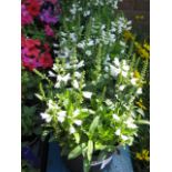 4 potted crystal peak obedient plants