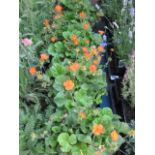 4 potted queen of orange geum