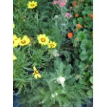 4 potted yarrow summer berries mix plants
