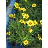 4 potted coreopsis