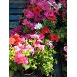 2 large trays of petunias