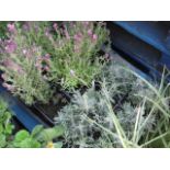 2 small trays of lavender