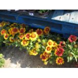 Four pots of orange coreopsis