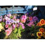 Pair of petunia hanging baskets