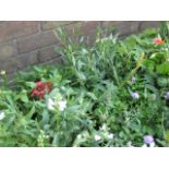 3 small trays of mixed perennial border plants