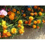 Pair of marigold planted tubs
