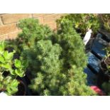 Tray containing 4 potted conifers