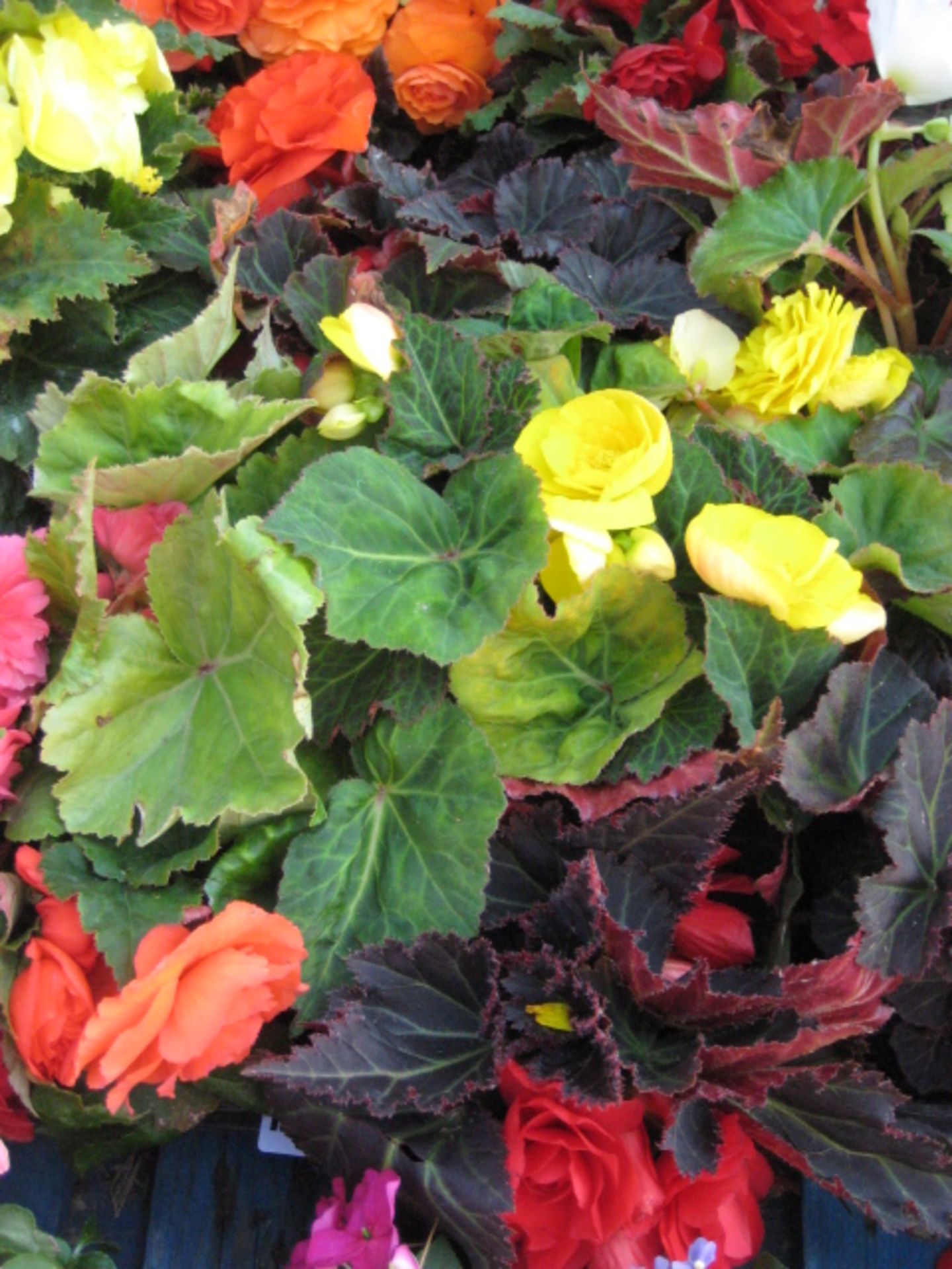 2 trays of non stop begonias