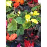 2 trays of non stop begonias