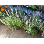 Pair of lavender planted tubs