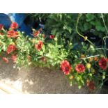 Four pots of red coreopsis