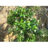 Potted myrtus communis