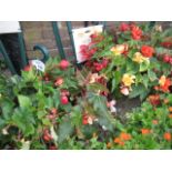 Pair of pre planted hanging baskets containing non stop begonias
