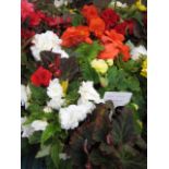 2 large trays of non stop begonias