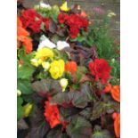 2 large trays of non stop begonias