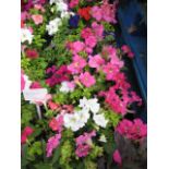 2 large trays of petunias