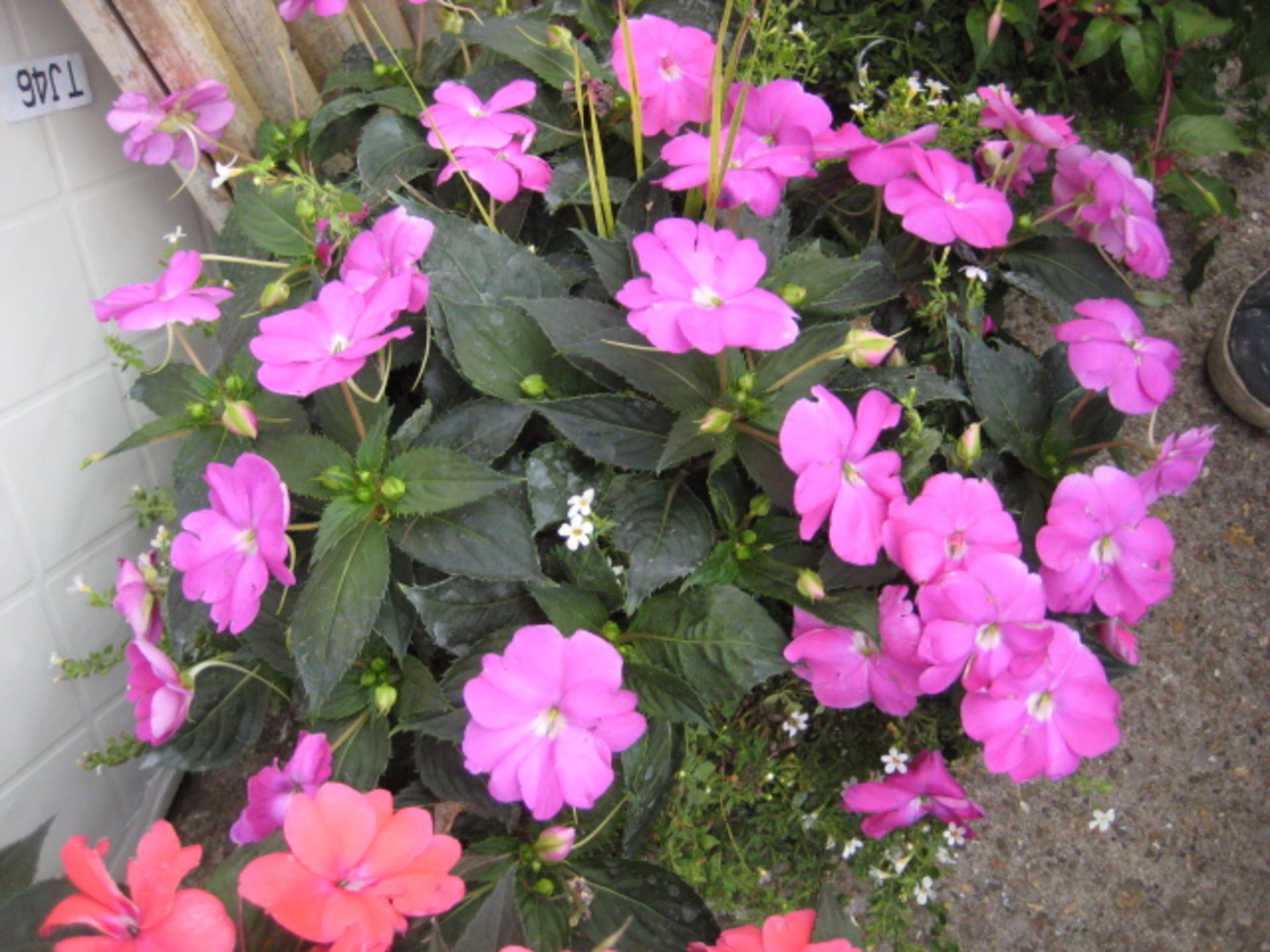 Patio tub containing non stop begonias