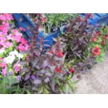 4 potted Queen Victoria lobelia