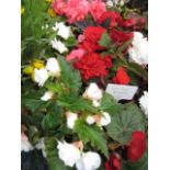 2 large trays of non stop begonias