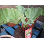 Potted rhubarb